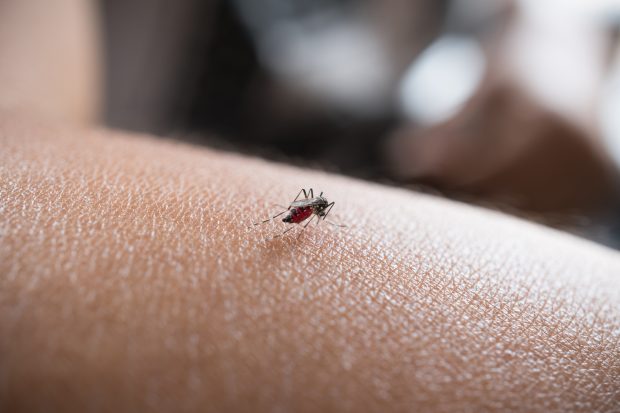A doença é transmitida através da picada de mosquitos | Foto: NatchaS /iStock